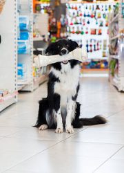 Cute Border Collie with big pet bone sitting in a pet store